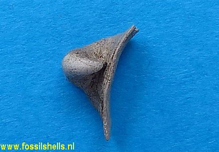 Capulus ungaricus