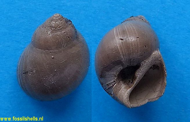 Euspira staringi