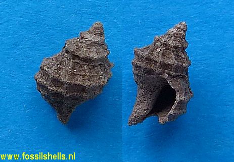 Coralliophila bracteata