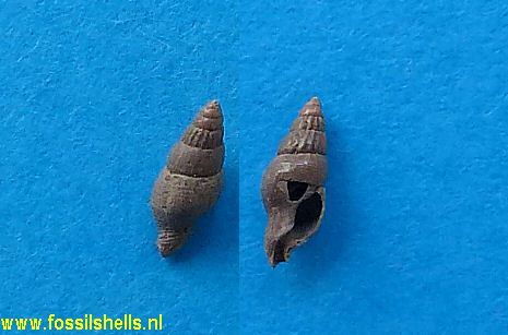 Anachis species