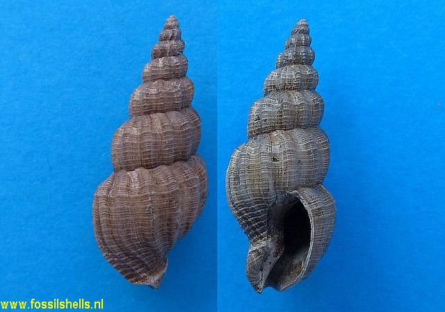 Phos decussatus
