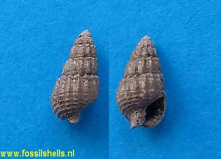 Nassarius species