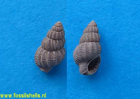 Nassarius species