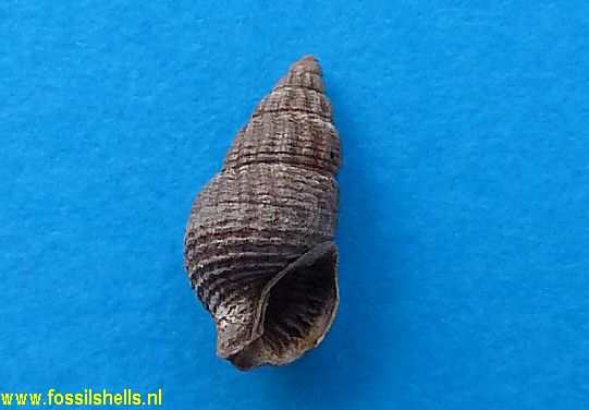 Nassarius species