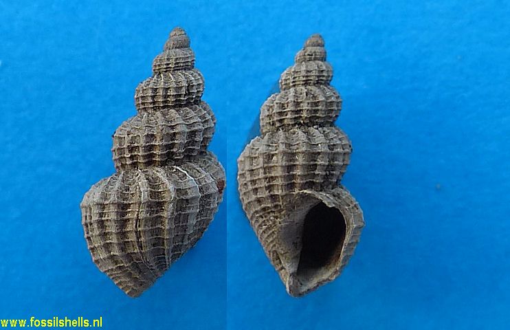 Babylonella fusiformis