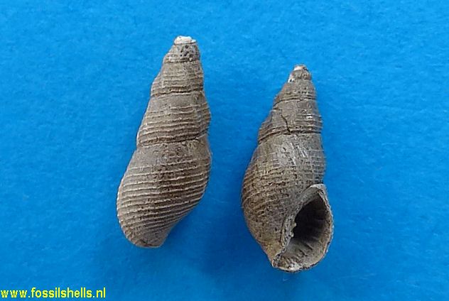 Brochinia mitraeformis parvula