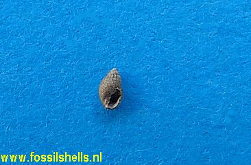 Cancellaria species