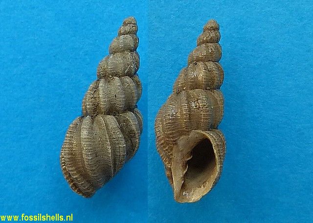 Sveltia varicosa paucicostata