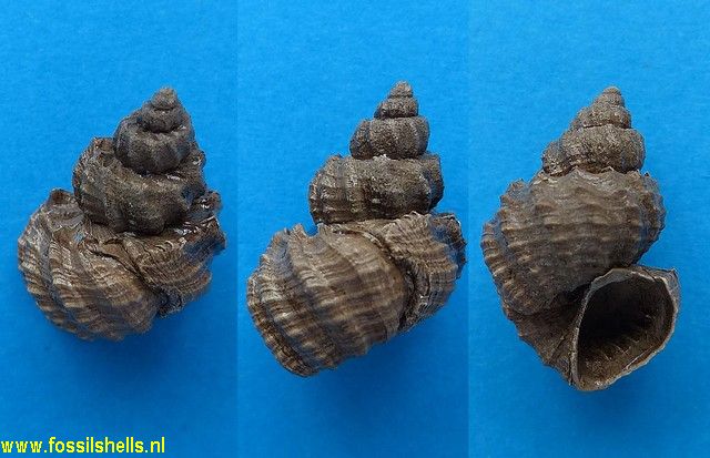 Trigonostoma species