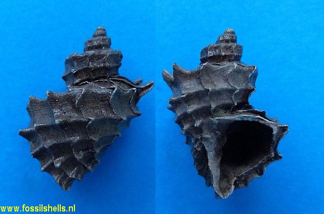 Trigonostoma geslini josephinae
