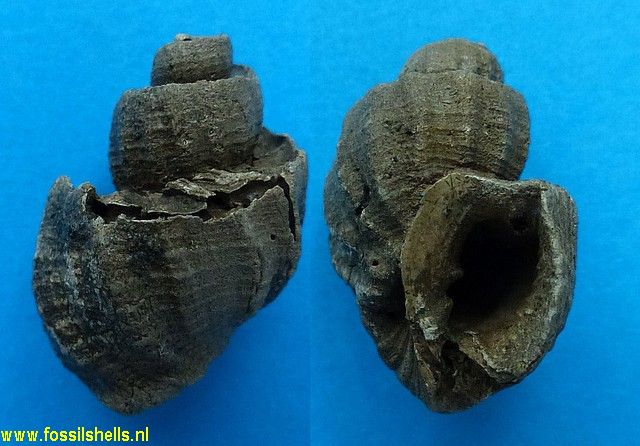 Trigonostoma pouwi