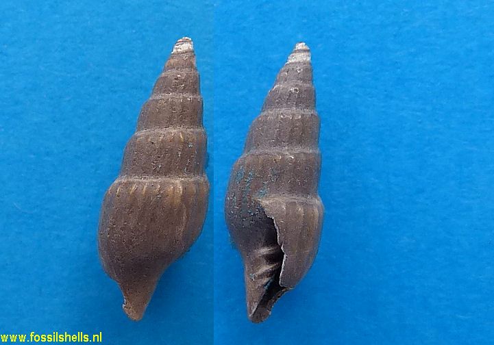 Vexillum species