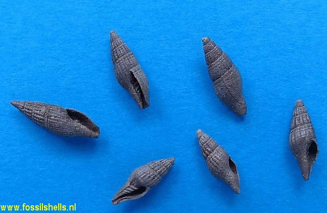 Thala burdigalensis