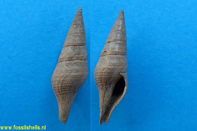 Unedogemmula hanseata
