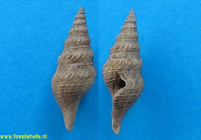Unedogemmula stoffelsi