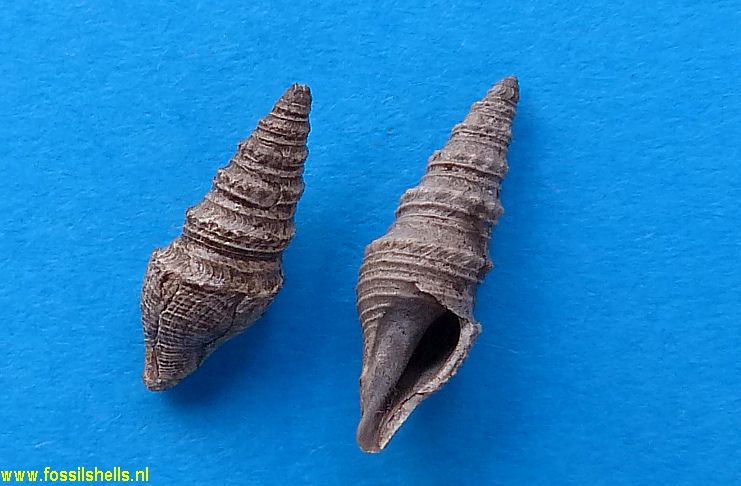 Asthenotoma pannoides