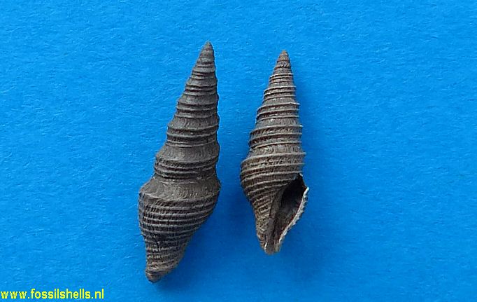 Microdrillia teretiaeformis
