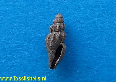 Mangelia miorugulosa
