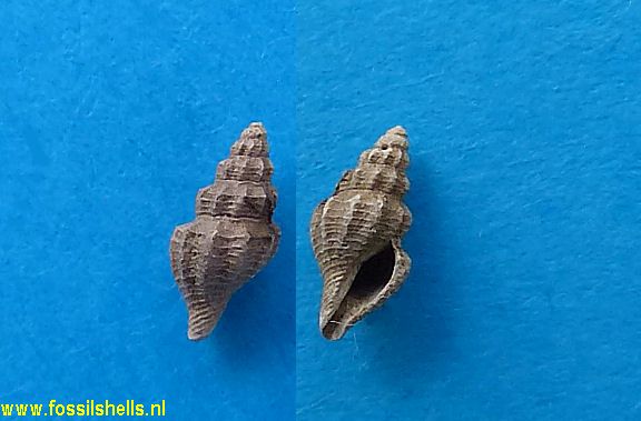 Sorgenfreispira plicatelloides