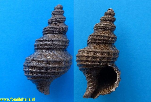 Aquilofusus species
