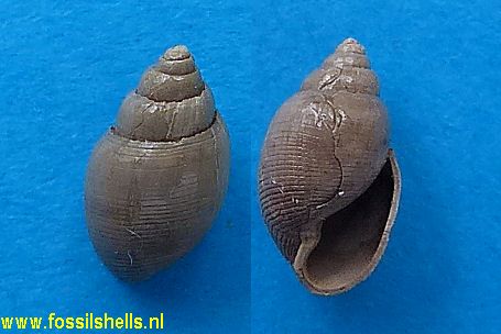 Acteon semistriatus