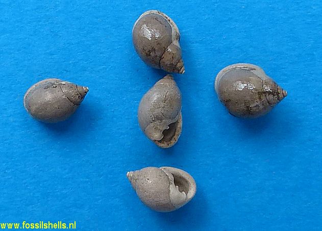 Ringicula buccinea