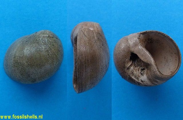 Polinices miocolligens