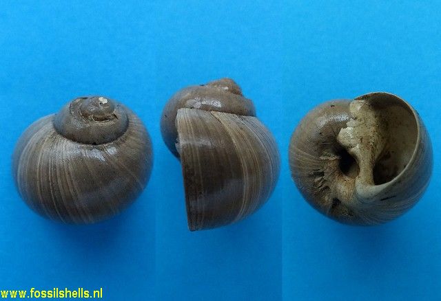 Natica neglecta