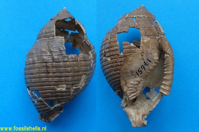 Semicassis bicoronata bicoronata