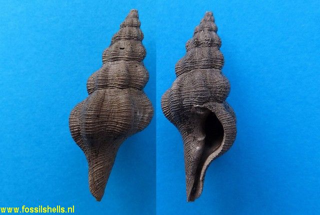 Streptochetus sexcostatus