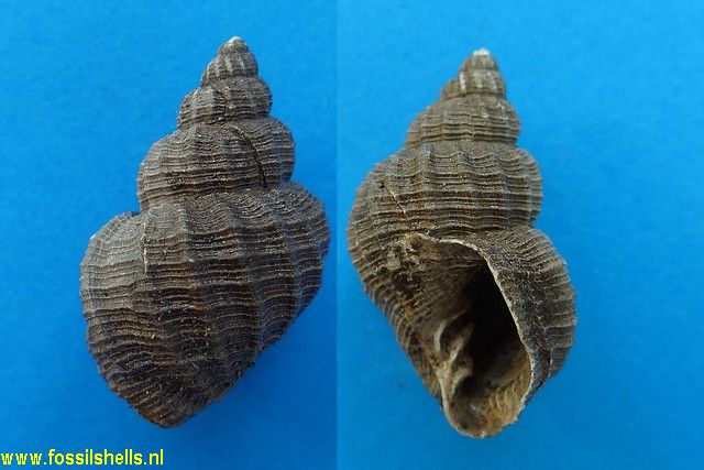 Cancellaria contorta gelriana