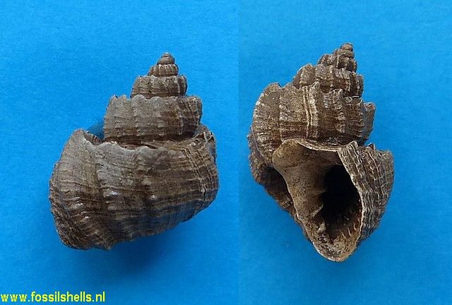 Trigonostoma barnardi