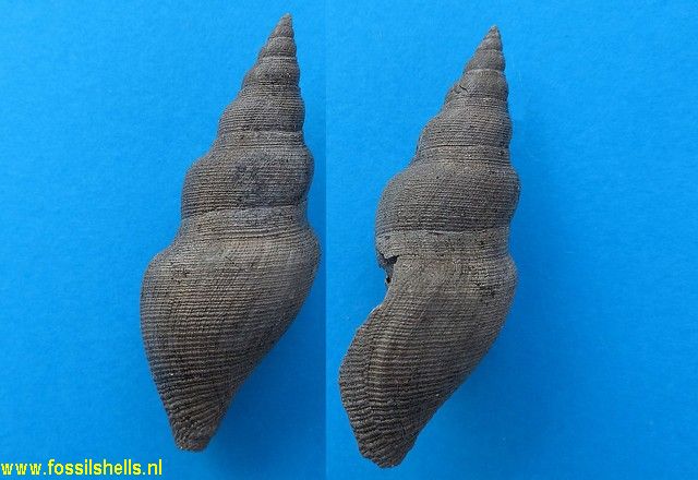 Acamptogenotia escheri