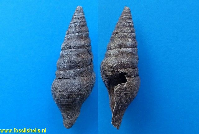 Bathytoma cataphracta jugleri