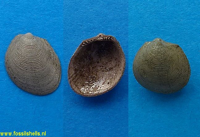 Limopsis anomala