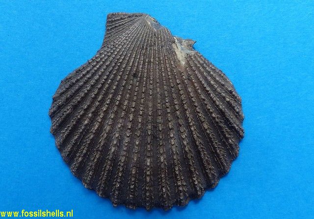 Aequipecten angelonii
