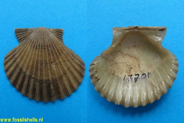Pecten brummeli