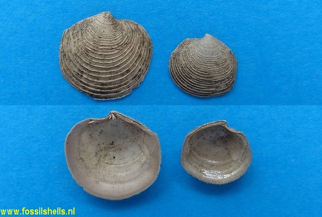 Cavilucina droueti droueti