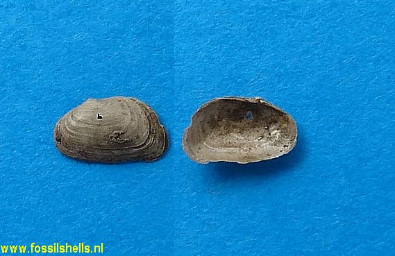 Anisodonta duvergieri