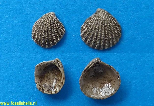 Cyclocardia species