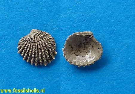Glans aculeata ronchettii