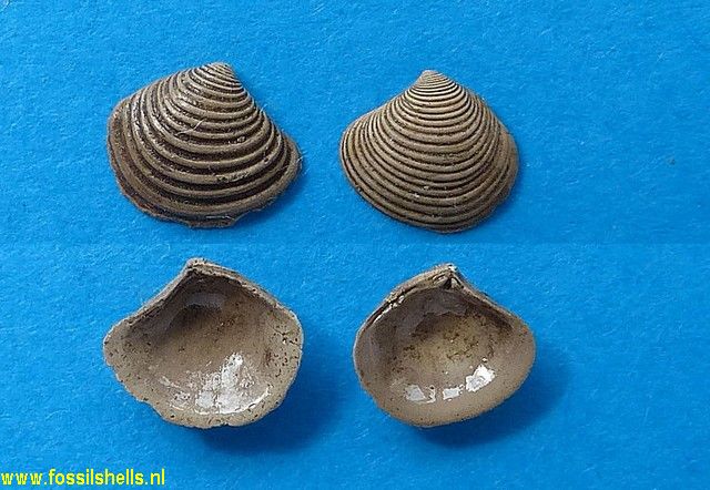Astarte gracilis convexior