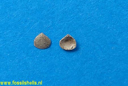 Laevicardium subturgidum subturgidum
