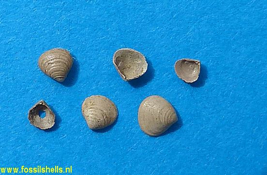 Goodallia laevigata