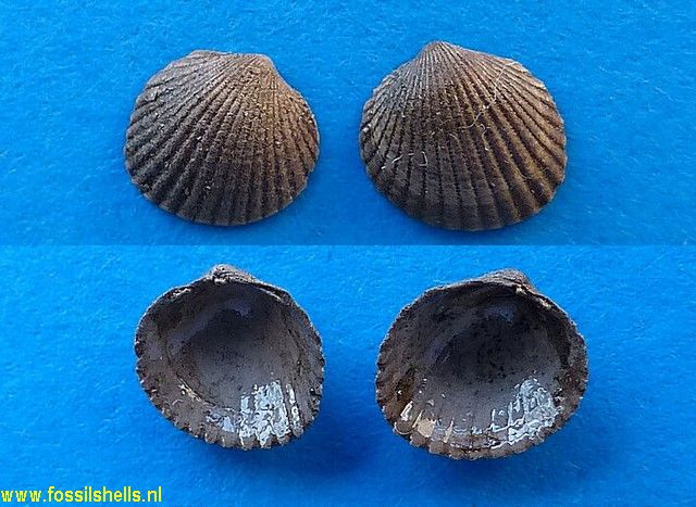 Spisula subtruncata