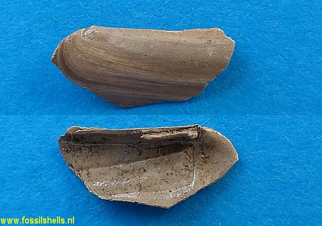 Ensis hausmanni