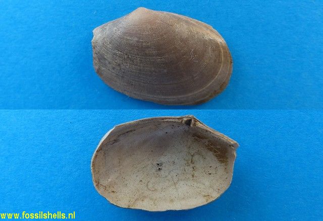 Macoma elliptica