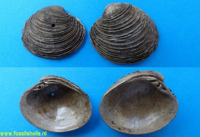 Venus multilamella