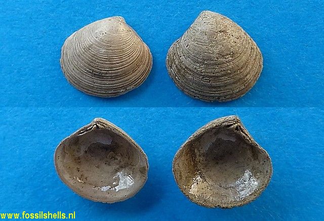 Gouldia minima