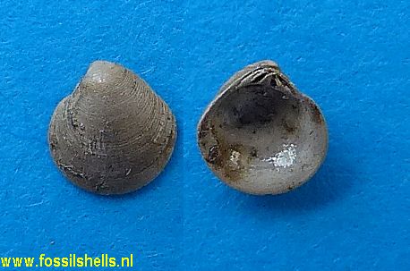 Pelecyora polytropa nysti